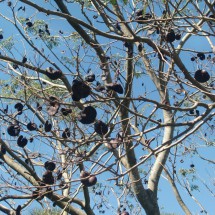 Tree with big fruits